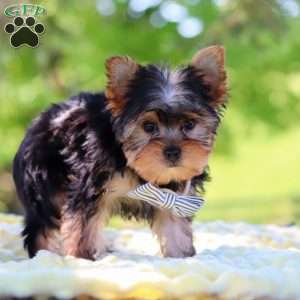 Bolt, Yorkie Puppy